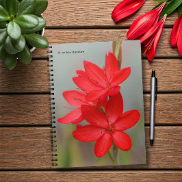 Kaffir Lily / River Lily / Hesperantha Coccinea Anteckningsbok Med Spiral