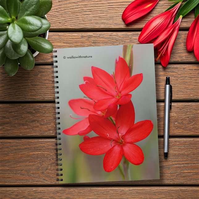 Kaffir Lily / River Lily / Hesperantha Coccinea Anteckningsbok Med Spiral (River Lily Hesperantha Coccinea Journal Cover Photo)