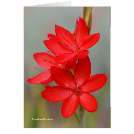 Kaffir Lily / River Lily / Hesperantha Coccinea Hälsningskort