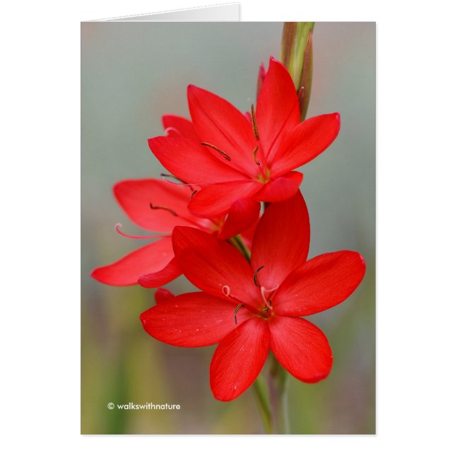 Kaffir Lily / River Lily / Hesperantha Coccinea Hälsningskort (Framsidan)