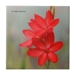 Kaffir Lily / River Lily / Hesperantha Coccinea Kakelplatta