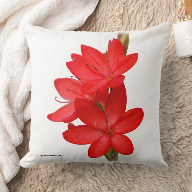 Kaffir Lily / River Lily / Hesperantha Coccinea Kudde (Filt)