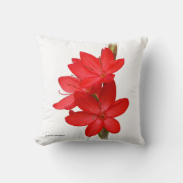 Kaffir Lily / River Lily / Hesperantha Coccinea Kudde