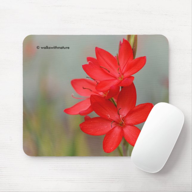 Kaffir Lily / River Lily / Hesperantha Coccinea Musmatta (Med mus)