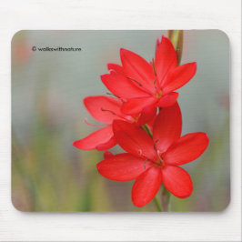 Kaffir Lily / River Lily / Hesperantha Coccinea Musmatta