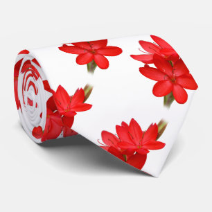Kaffir Lily / River Lily / Hesperantha Coccinea Slips