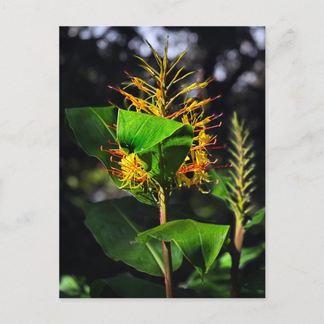 Kahili Ginger Vykort (Framsida)