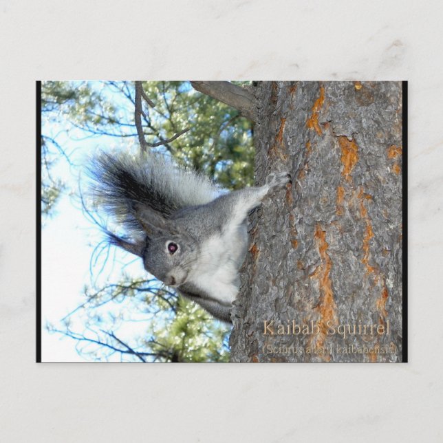 Kaibab Squirrel (Sciurus aberti kaibabensis) Vykort (Framsida)