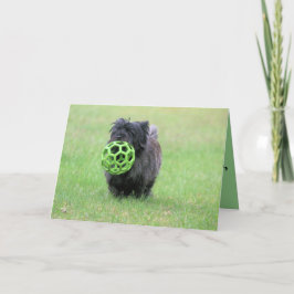 Kairn skräcker kort