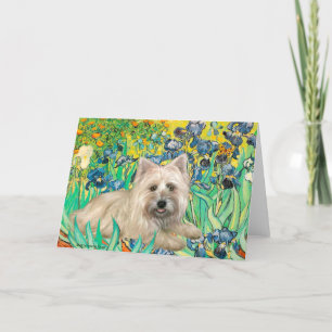 Kairn Terrier 4 - Iriserar Kort
