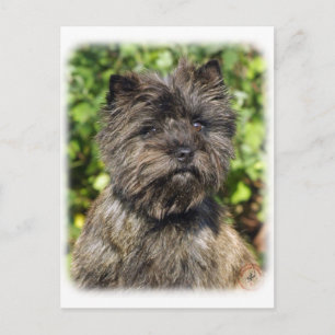 Kairn Terrier 9W048D-142_2 Vykort