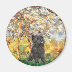 Kairn Terrier (Brindle 21) - Vår Magnet