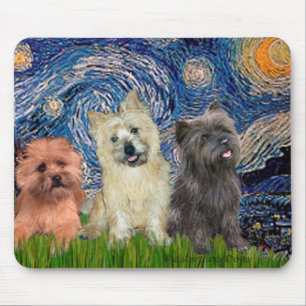 Kairn Terriers (3) - Starry Natt Musmatta