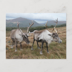Kairngorm Reindeer vykort