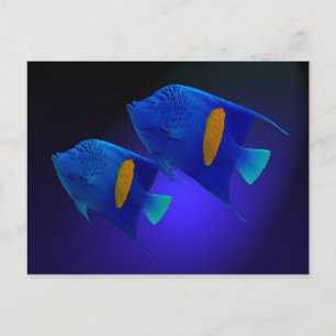 Kaiserfischpaar Vykort