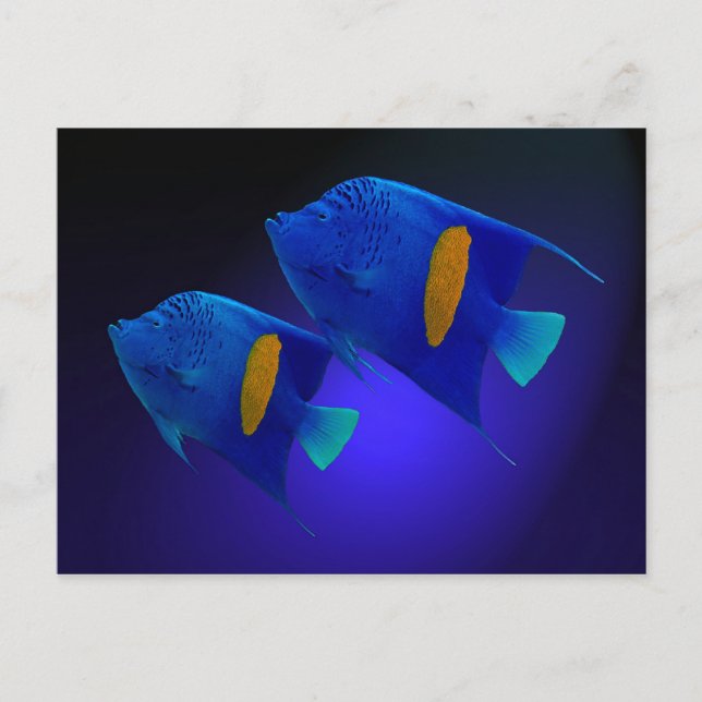 Kaiserfischpaar Vykort (Framsida)