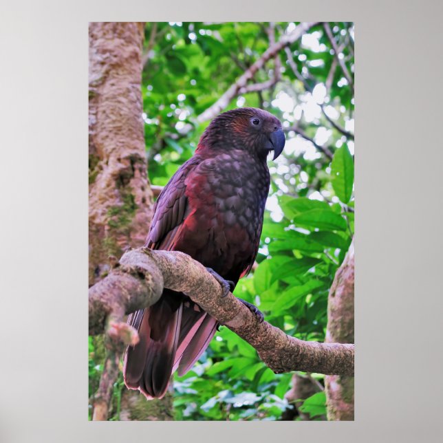 Kaka Poster (Framsidan)