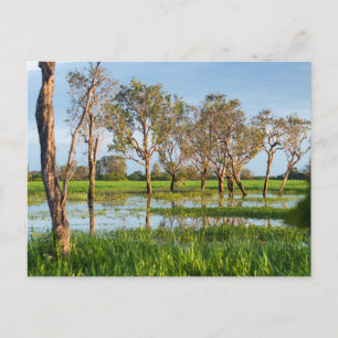 Kakadu billabong Northern Territory Australia Vykort