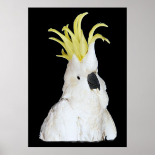 Kakaduaaffisch 24x36 ", poster