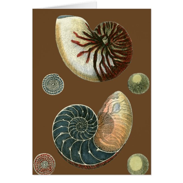 KakaoSnäcka Hälsningskort (Framsidan)