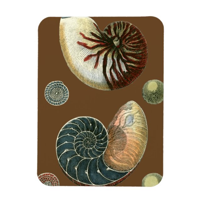 KakaoSnäcka Magnet (Vertikal)