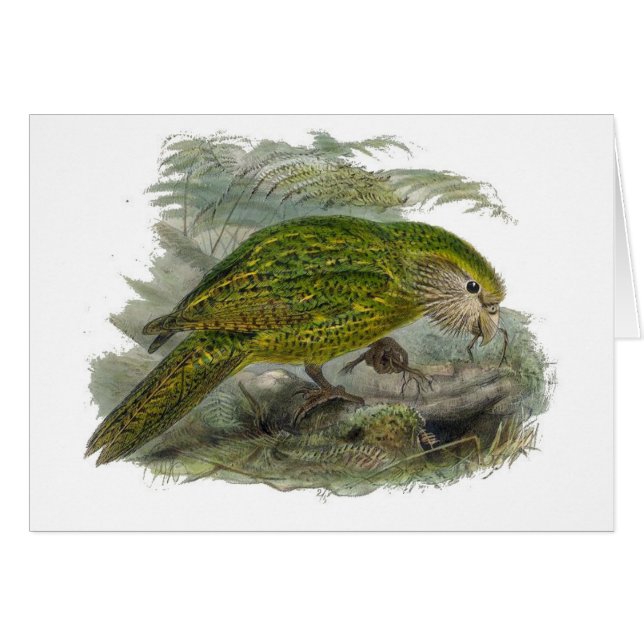 Kakapo Grönt Uggla Parrot, Sällsyntet Bird Illustr Hälsningskort (Framsidan Horizontal)