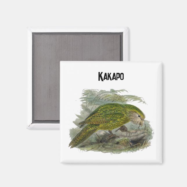 Kakapo Grönt Uggla Parrot, Sällsyntet Bird Illustr Magnet (Front/Back)