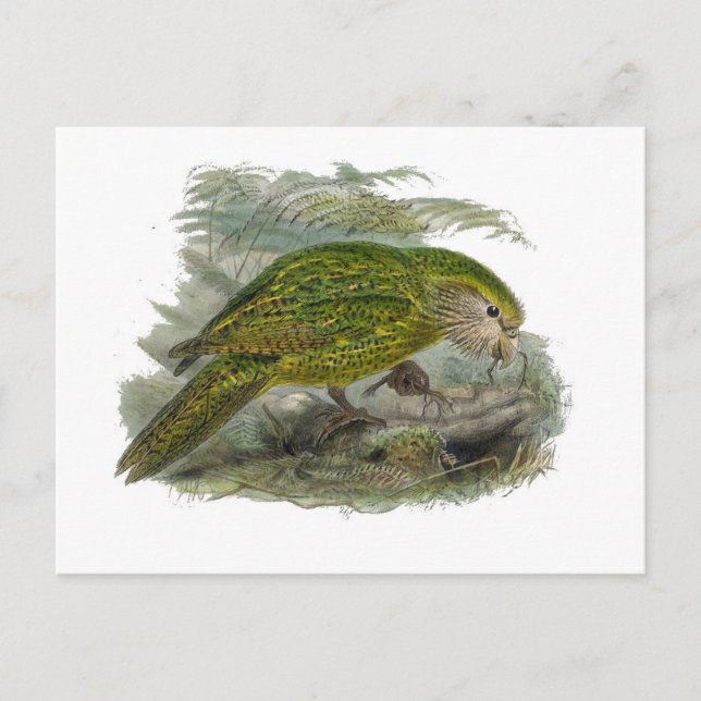 Kakapo Grönt Uggla Parrot, Sällsyntet Bird Illustr Vykort (Framsida)