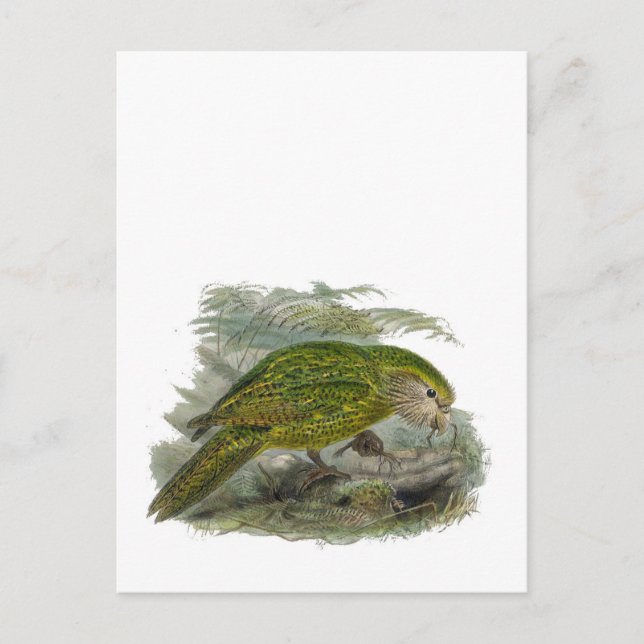 Kakapo Grönt Uggla Parrot, Sällsyntet Bird Illustr Vykort (Framsida)