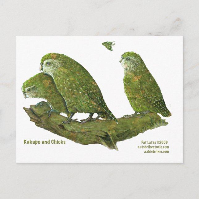 kakapo och chickar vykort (Framsida)