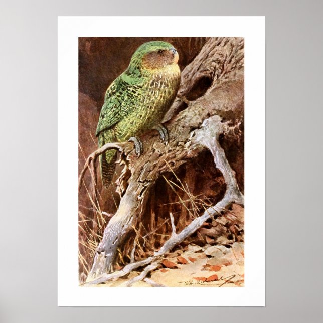 Kakapo Poster (Framsidan)