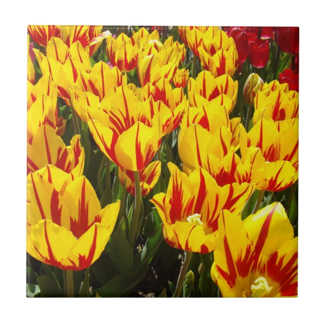 Kakelgåva konst Gula Tulpan Blommor Blommig Kakelplatta (Framsidan)