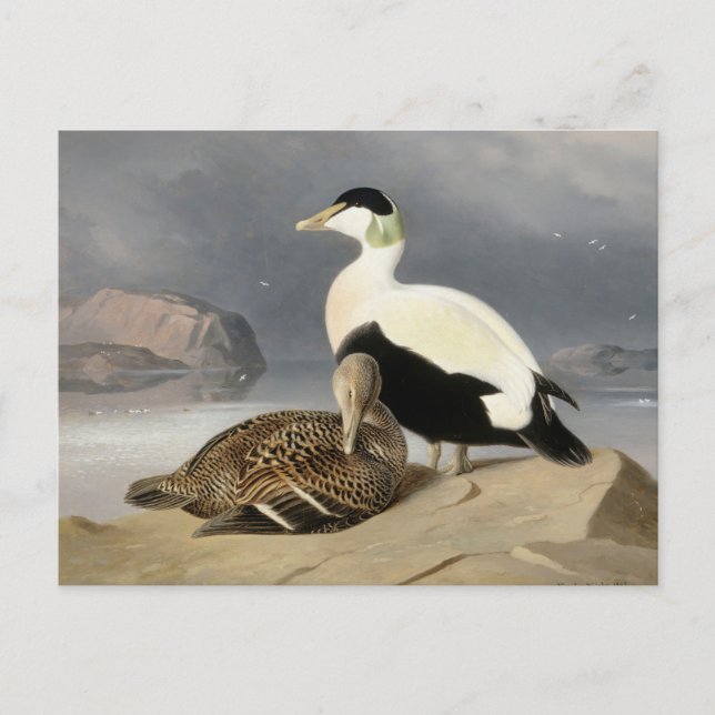 Kaksi Haahkaa av Ferdinand von Wright Vykort (Framsida)