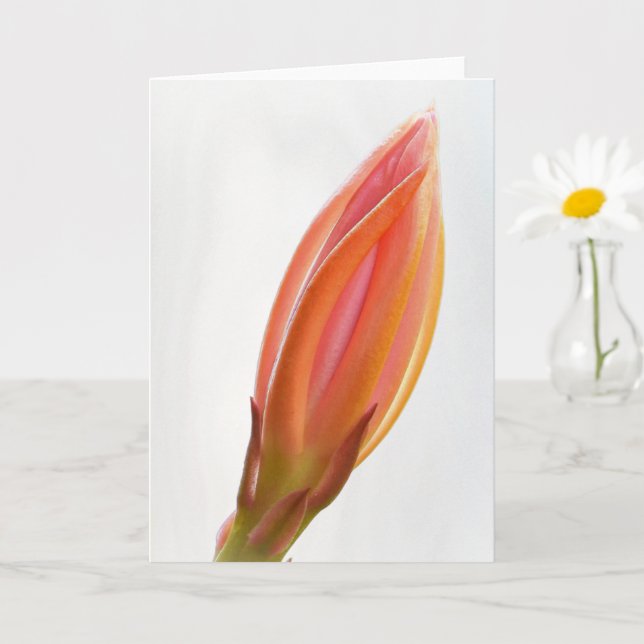 Kaktuariefakort för Orange av orchid-bud Kort (Liten växt)