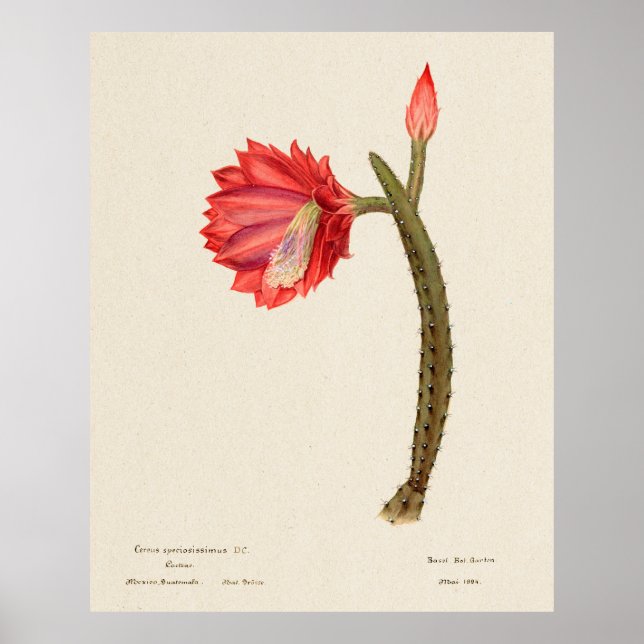 Kaktus 4 poster (Framsidan)