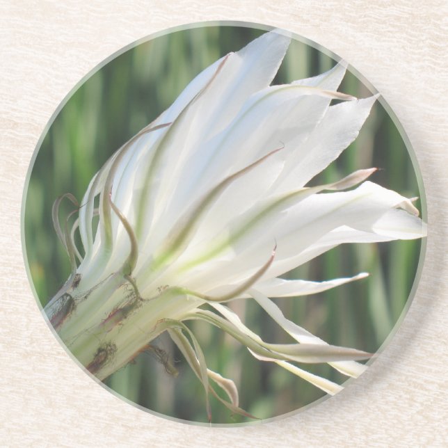 Kaktus Blomma Sandsten Underlägg (Framsidan)