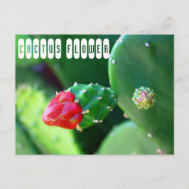 Kaktus Blomma Växt Vykort