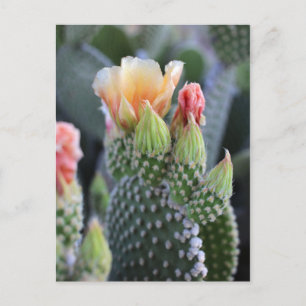 Kaktus Blommor Gula Rosa Blommar Vykort