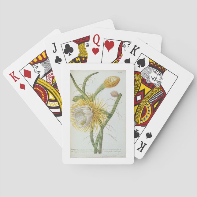 Kaktus: Cereus från Trews "Plantae Selectae" 175 Casinokort (Baksidan)