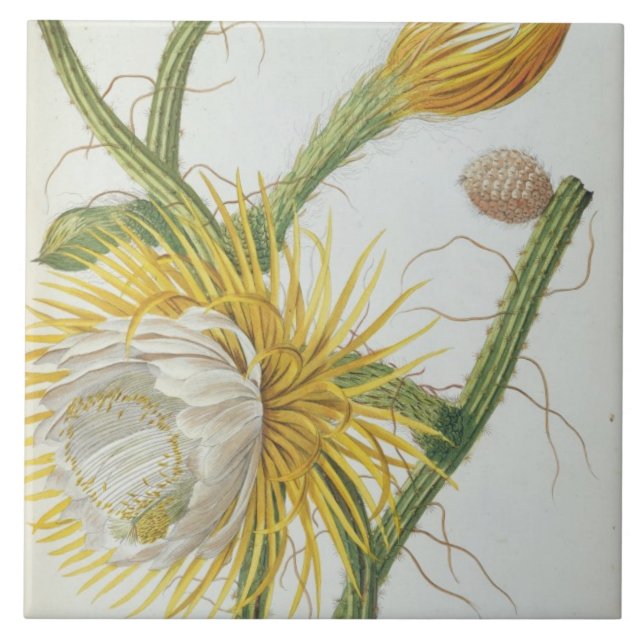 Kaktus: Cereus från Trews "Plantae Selectae" 175 Kakelplatta (Framsidan)
