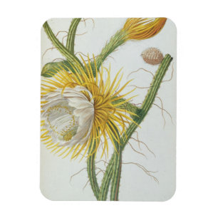 Kaktus: Cereus från Trews "Plantae Selectae" 175 Magnet
