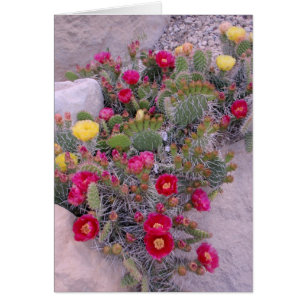 Kaktus för Prickly Pear Hälsningskort