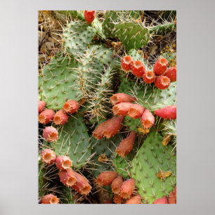 Kaktus för Prickly Pear Poster