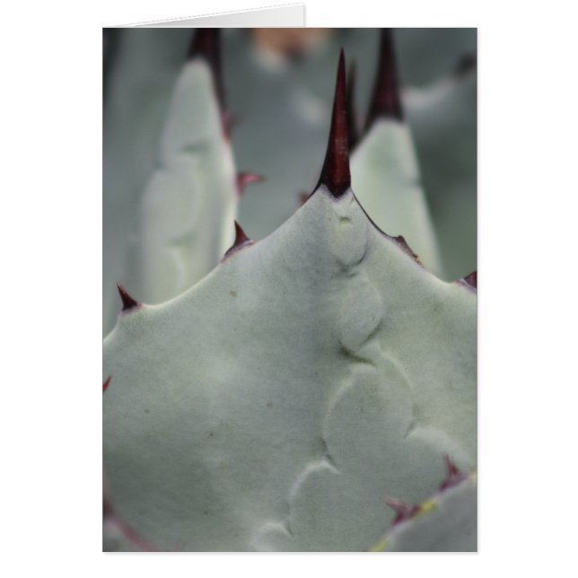 Kaktus från varvet hälsningskort (Framsidan)