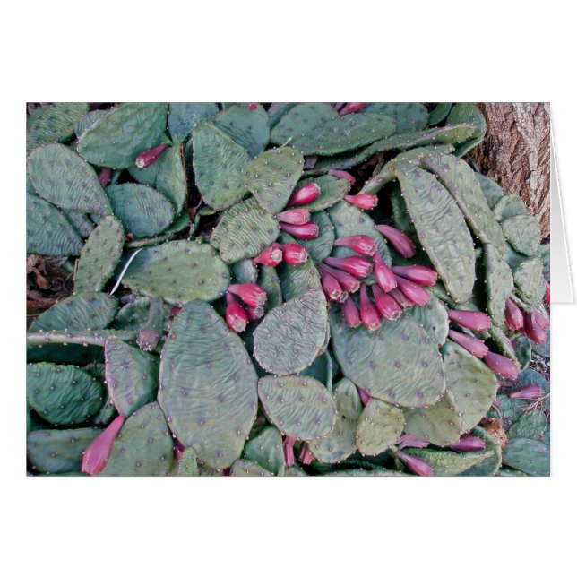 Kaktus- & fruktkort för Prickly Pear Hälsningskort (Framsidan Horizontal)