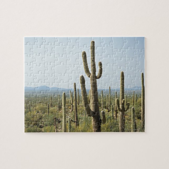 Kaktus i Saguaronationalparken, Arizona 2 Pussel (Horisontell)