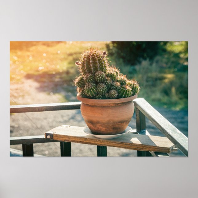 Kaktus i solljus poster (Framsidan)