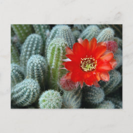 Kaktus med Orange Flower Vykort