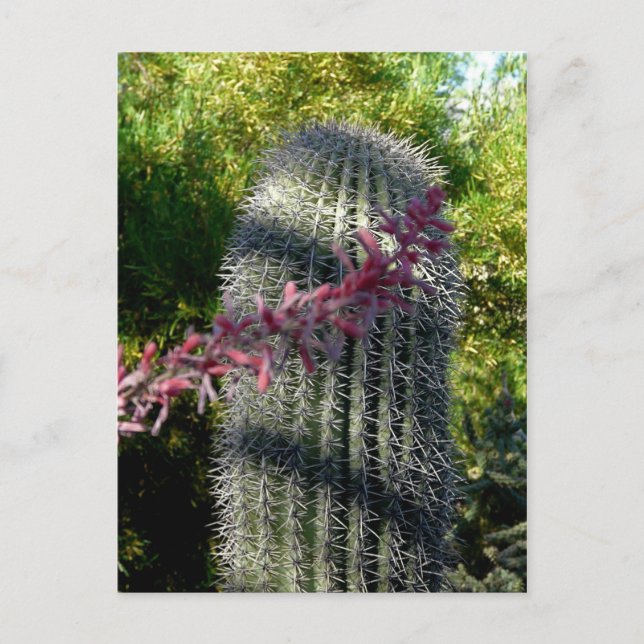 Kaktus- och blomstervykort vykort (Framsida)