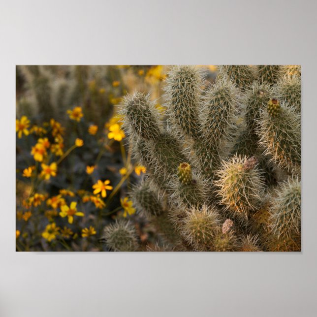 kaktus och vilda blommor poster (Framsidan)